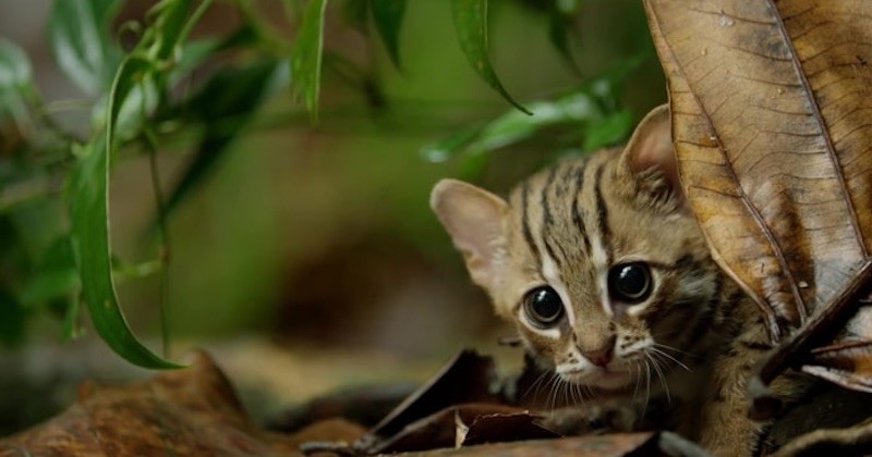 Voici le plus petit chat sauvage du monde et il est beaucoup trop mignon