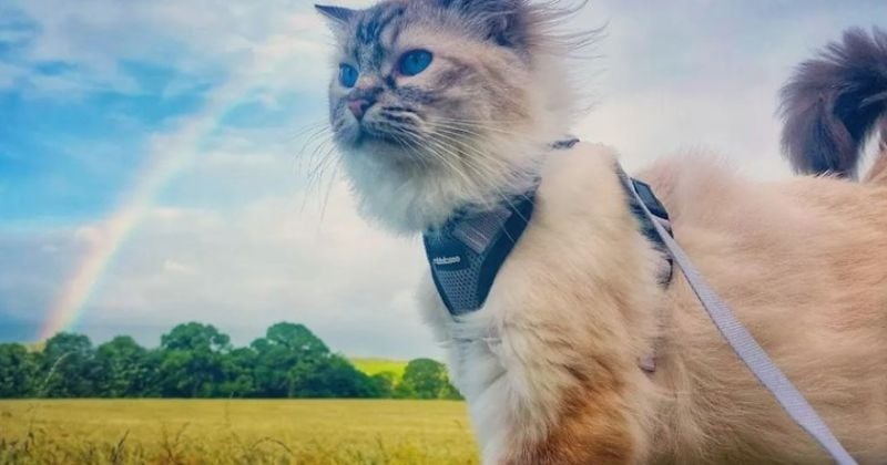 Après avoir échappé de peu à la mort, ce chat devient un véritable aventurier