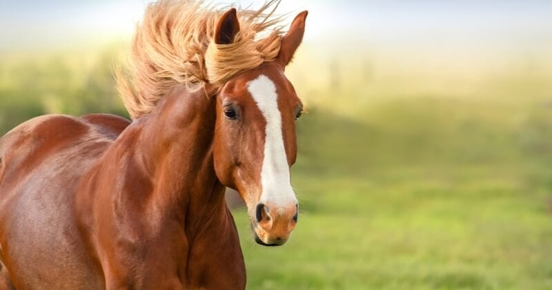 Un nouveau cheval retrouvé mort dans les Côtes-d'Armor 