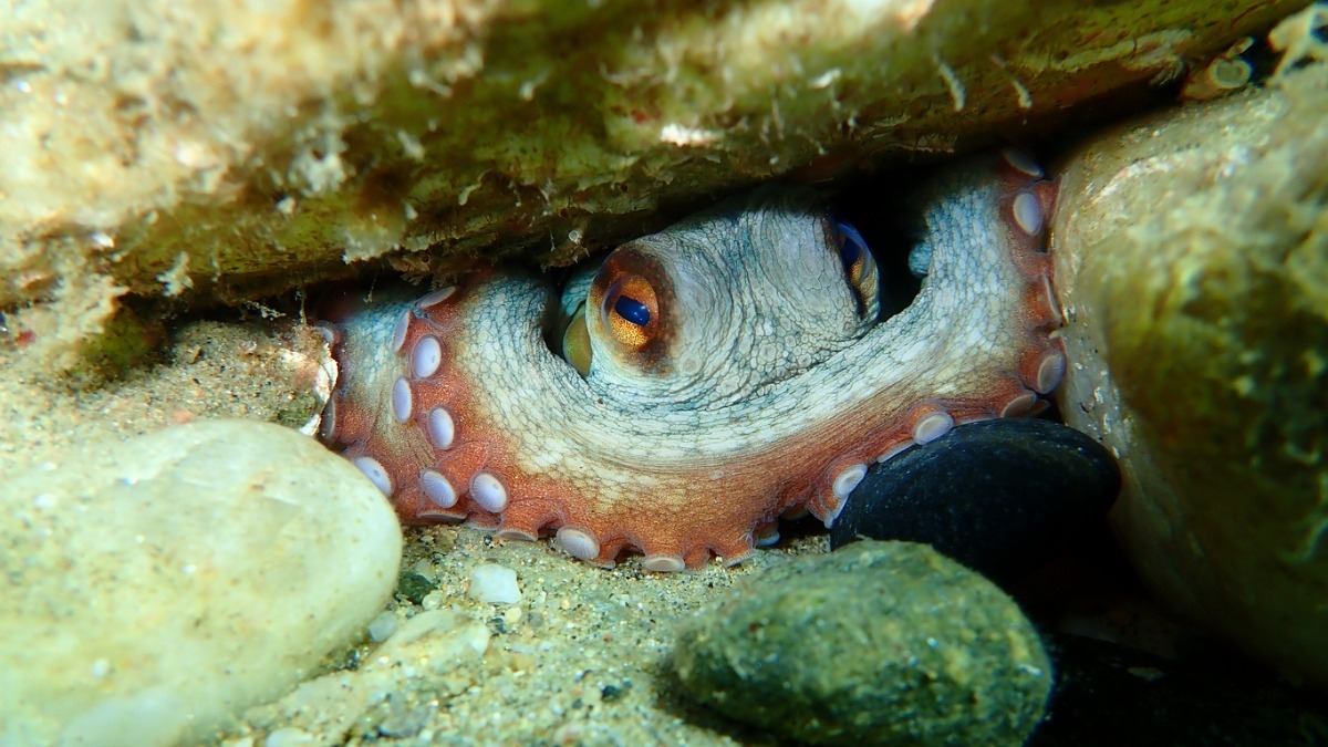 Ce poulpe géant observé dans l'océan Atlantique intrigue par son étrange particularité