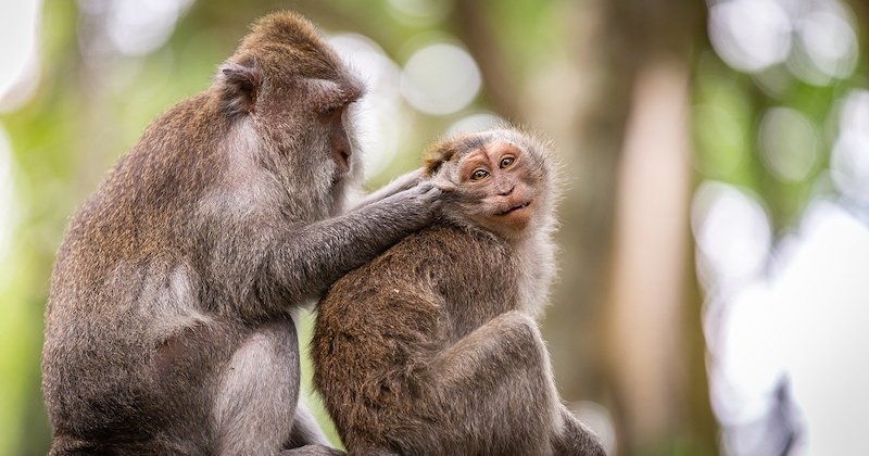 Singe : 10 choses à savoir sur l'animal le plus proche de l'Homme