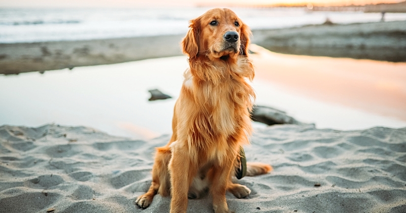 Selon une étude, les chiens sont capables de différencier deux langues