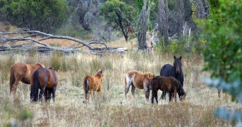 Australie : bientôt 10 000 chevaux sauvages abattus dans le pays 