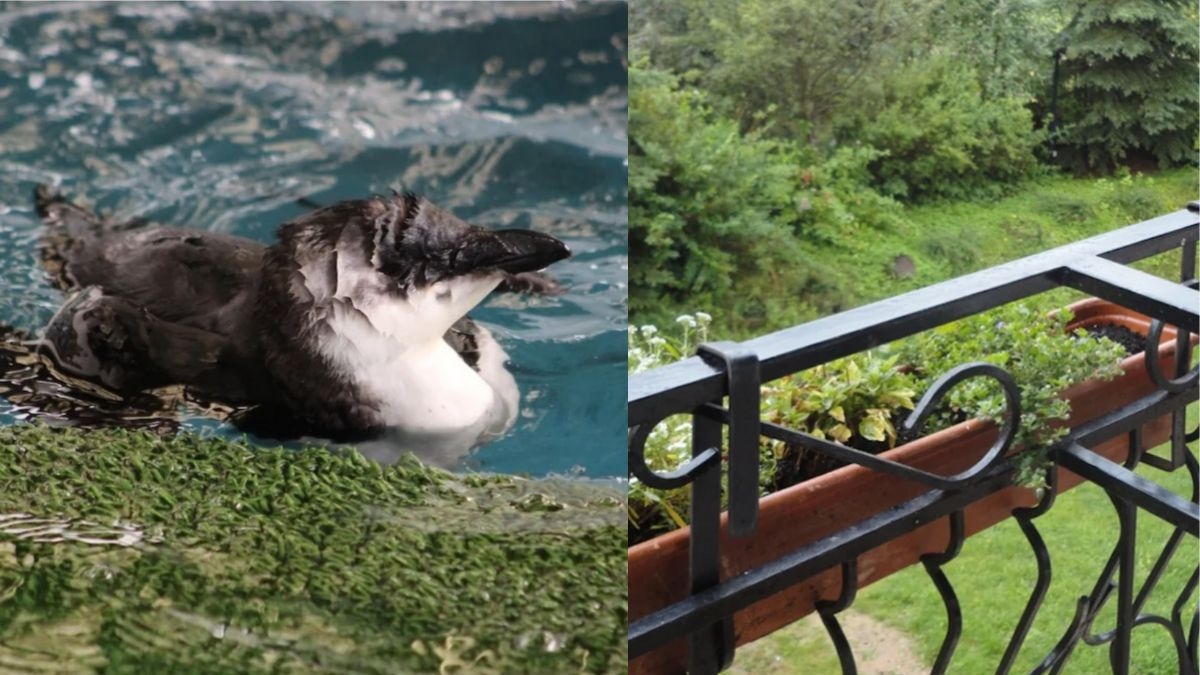 Emporté par la tempête Ciaran, un pingouin atterrit sur le balcon d'un habitant à Dieppe