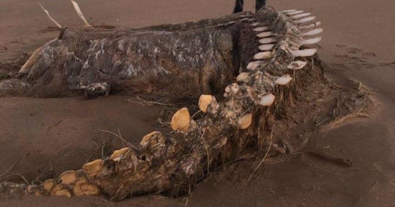 Baleine ou monstre du Loch Ness ? Après le passage de la tempête Ciara, un gigantesque squelette a été découvert sur une plage écossaise