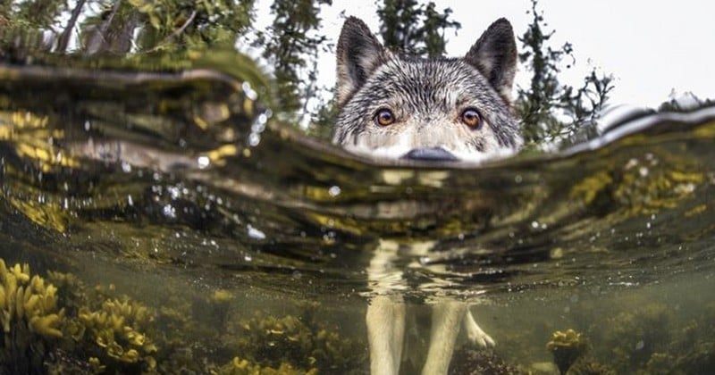 Au Canada, ces loups côtiers ne vivent pas comme les autres et se nourrissent à 90% des produits de la mer !