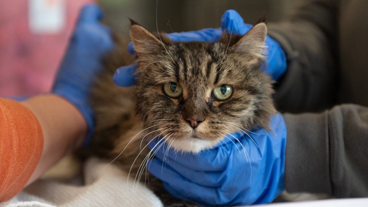 Un chat âgé de 12 ans survit après une chute vertigineuse de 115 mètres dans un canyon 
