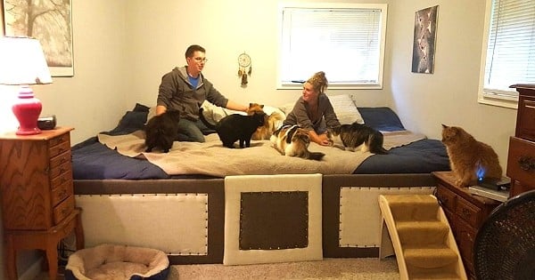 Un couple construit un lit géant de presque 7 mètres carrés pour dormir avec ses 5 chats et ses 2 chiens ! Ça a l'air confortable !