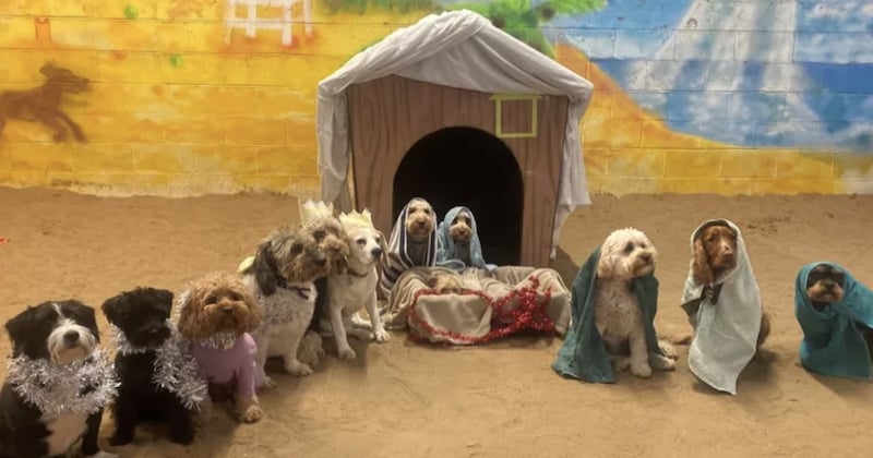 Ces chiens ont recréé la scène de la Nativité, le résultat est adorable 