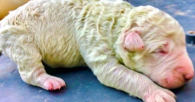 En Sardaigne, un chiot avec une fourrure verte est né, ce qui est très rare