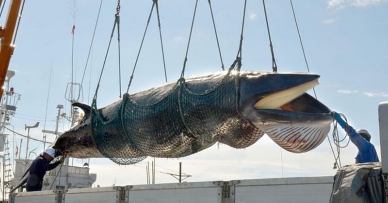 Au Japon, 333 baleines ont été tuées... « pour étudier le système écologique de l'Antarctique »