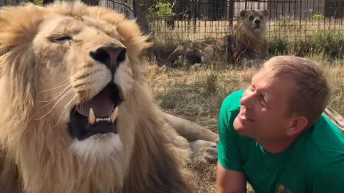 Oleg Zubkov photographié au côté d'un lion