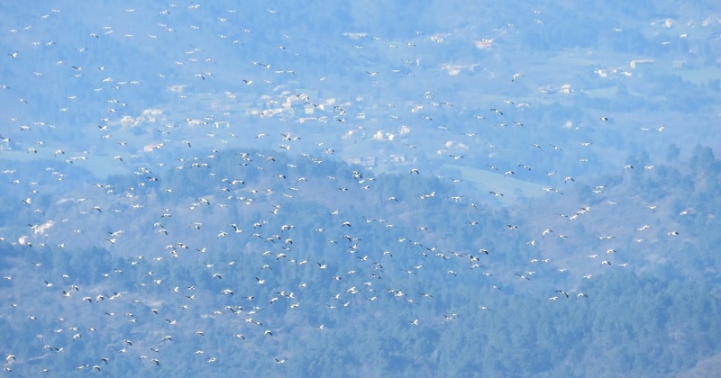 Un vol unique de 700 cigognes aperçu dans le ciel ardéchois et capturé en photo par un ornithologue