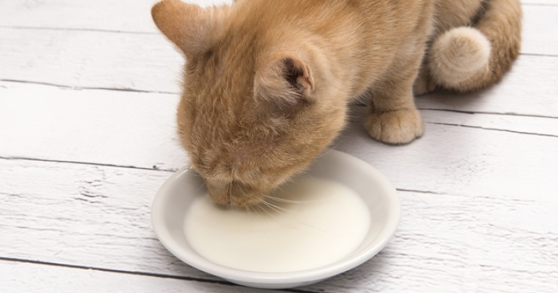 Attention, si vous donnez ces aliments à votre chat, vous pourriez le tuer