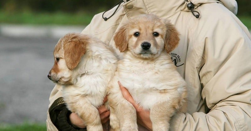 En Grande-Bretagne, la vente de chiots et de chatons sera interdite dans les animaleries