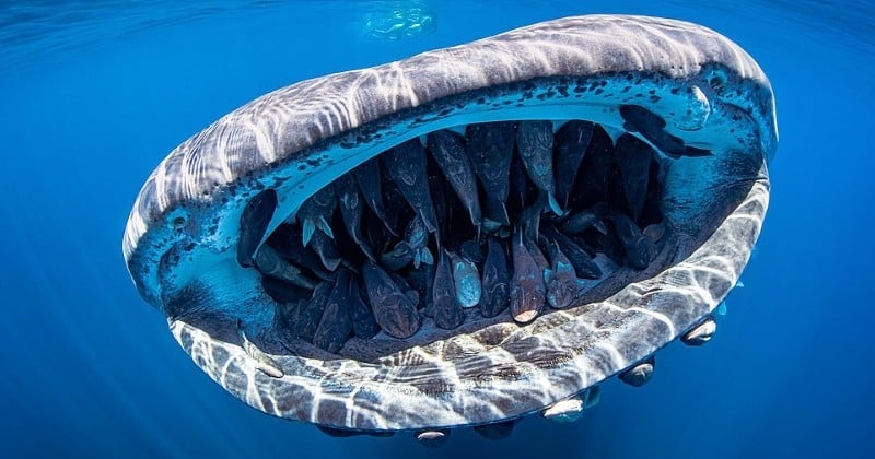 Cette photo incroyable montre un banc de poissons tranquillement installé dans la bouche d'un requin-baleine