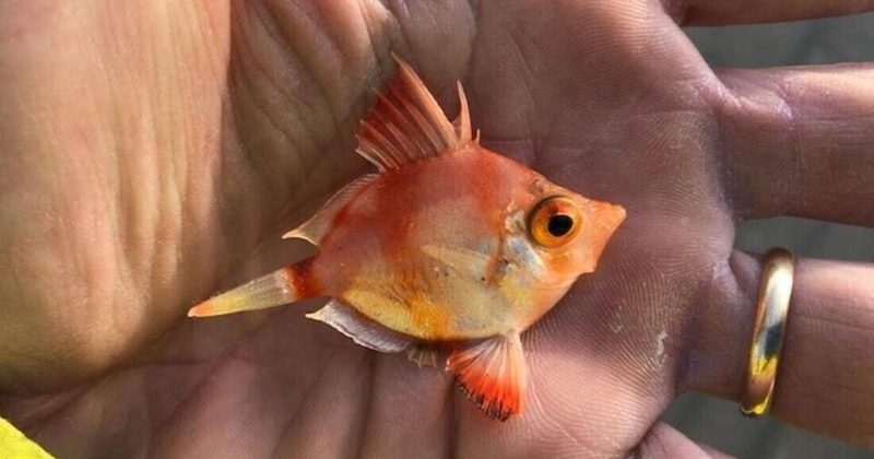 « Je n'avais jamais vu ça », cet étrange poisson a été découvert sur la plage par un pêcheur