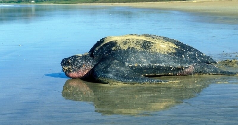 Des tortues luth sont nées sur une plage en Équateur, une bonne nouvelle pour cette espèce menacée d'extinction
