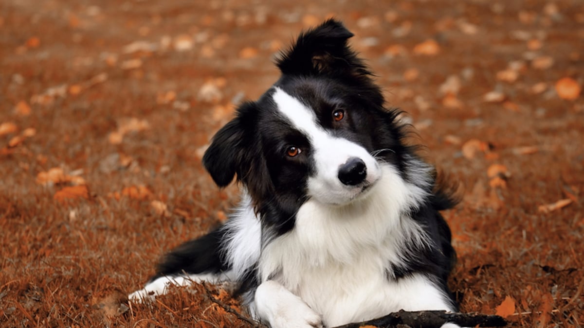 Un an après avoir perdu sa chienne en Grèce, il la retrouve... dans un autre pays