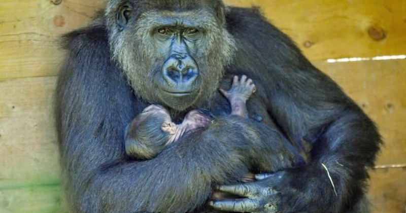 À Bristol, un bébé gorille d'une espèce en danger critique d'extinction voit le jour