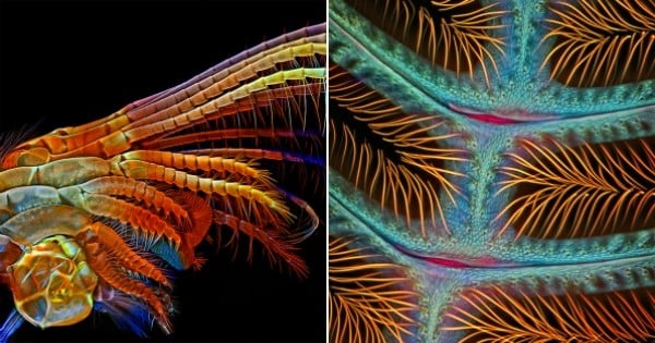 Grâce à un microscope ultra-puissant, découvrez les insectes comme vous ne les avez jamais vus !