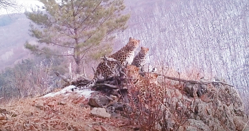 Une femelle léopard de l'Amour et ses trois petits, félin le plus rare au monde, ont été filmés en Russie