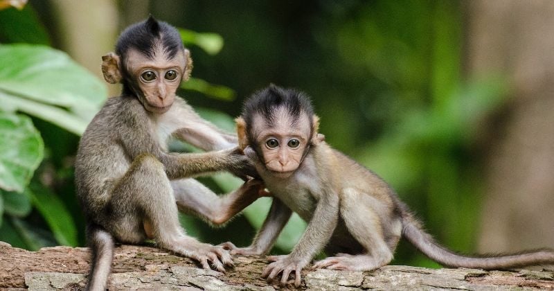 40 photos de bébés animaux super mignons