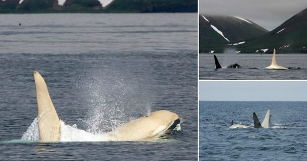 Une orque albinos d'une immense rareté aperçue au large du Japon. Les photos sont hallucinantes !