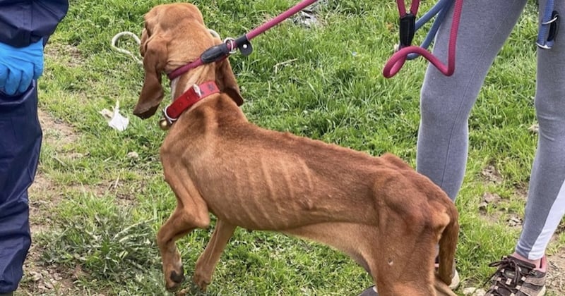 Squelettiques et affamés, ces 10 chiens retenus dans des conditions déplorables ont été retirés à leur propriétaire