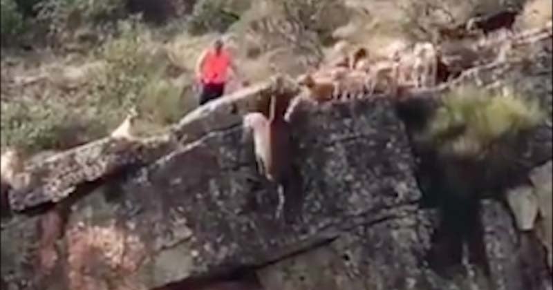 Un cerf et une dizaine de chiens de chasse tombent dans un ravin lors d'une battue dans une vidéo qui fait polémique en Espagne