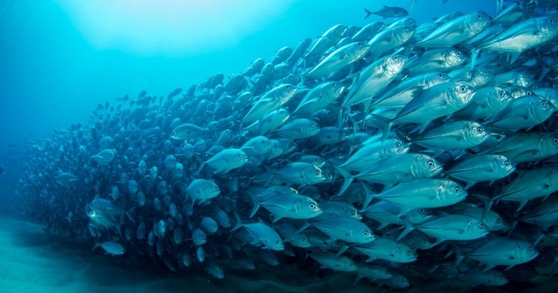 La pêche industrielle sollicite désormais au moins 55% de la superficie globale des océans 