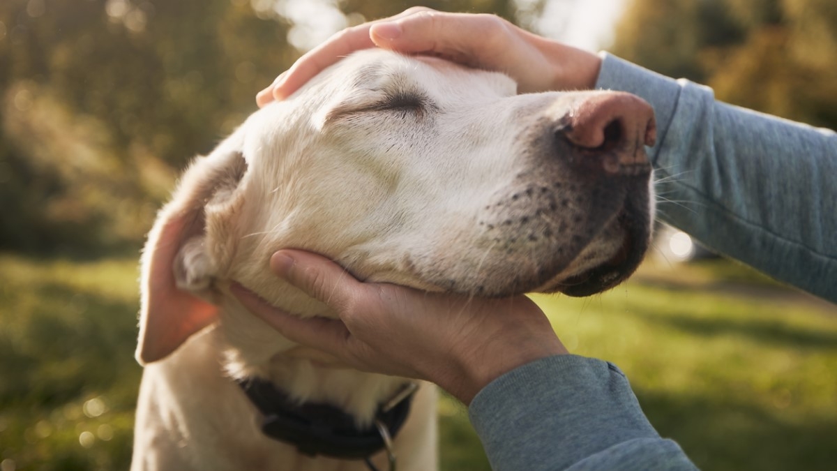 Voici la race de chien la plus affectueuse et câline