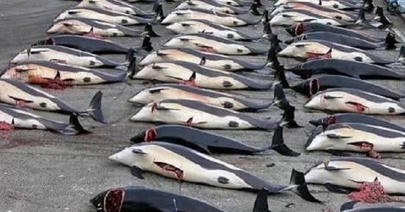 Plus de 300 baleines, dont 122 en gestation, ont été massacrées au Japon pour des « raisons scientifiques »