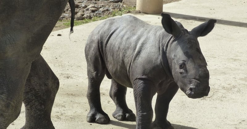 Voici Jogi, le premier bébé rhinocéros blanc né en France cette année et il est adorable