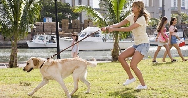 Une enquête étonnante démontre que la majorité des Français préfère passer du temps avec leurs animaux de compagnie... qu'avec leurs amis