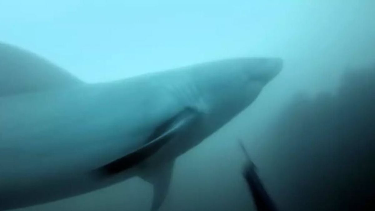 Ces images terrifiantes filmées à la GoPro montrent le moment où un grand requin blanc est sur le point de dévorer un plongeur