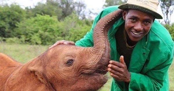 Au Kenya, cet orphelinat sauve la vie de centaines d'éléphants menacés d'extinction par le braconnage... Une lutte héroïque au quotidien !
