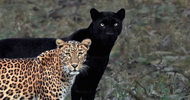 Un photographe animalier attend 6 jours pour prendre la photo parfaite d'un léopard et d'une panthère noire