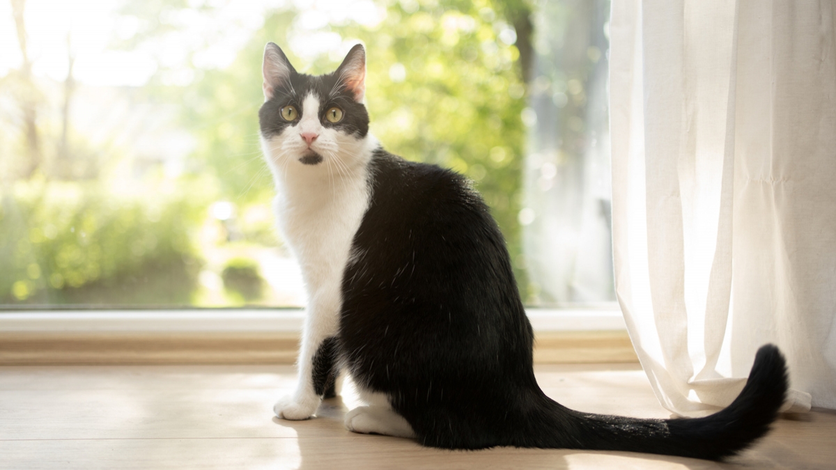 Meurthe-et-Moselle : une automobiliste belge perd son chat sur une aire d'autoroute, elle le retrouve deux ans plus tard grâce à une femme au grand coeur