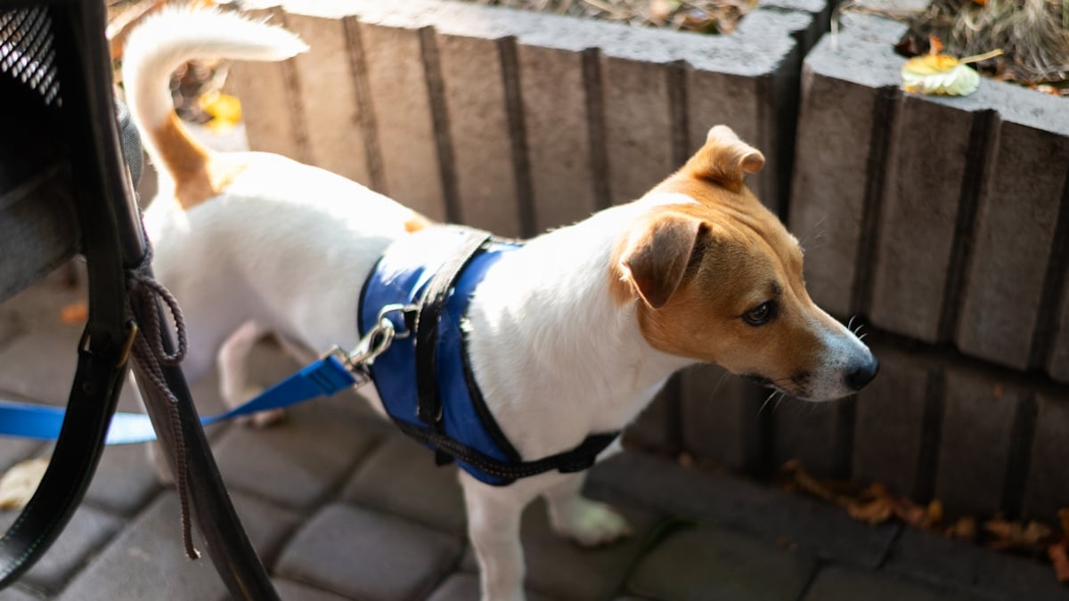 « C'est démentiel et démesuré » : les pompiers sauvent son chien... puis lui réclament 10 000 euros