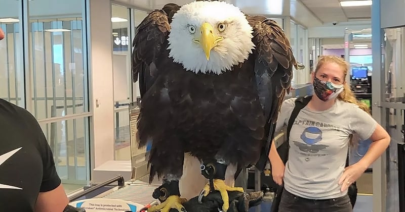 Un énorme aigle a tête blanche a surpris les voyageurs de cet aéroport, la vidéo est impressionnante
