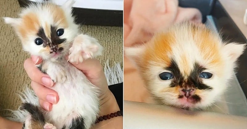 Ce chaton recueilli dans un refuge californien a une tache noire originale en plein milieu du visage 