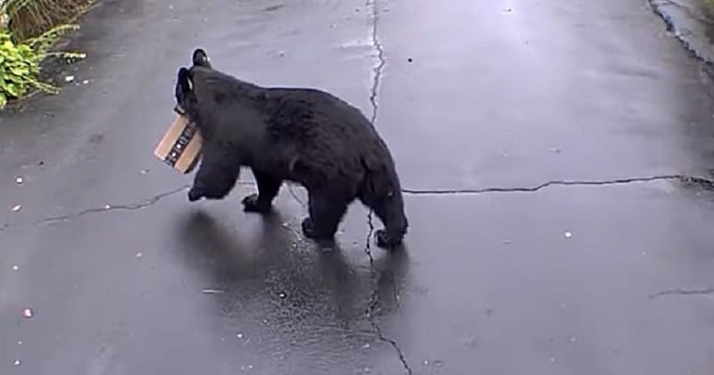 Dans le Connecticut, un ours noir s'est emparé du colis Amazon d'une habitante 