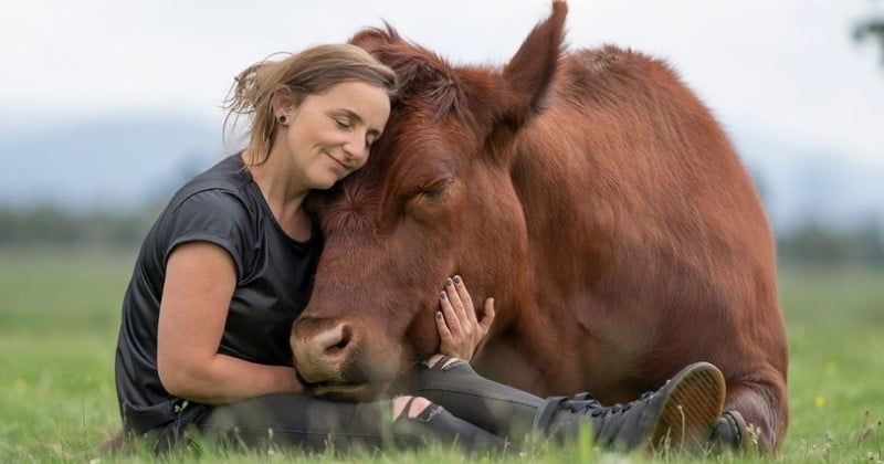 Trois ans après lui avoir sauvé la vie, cette femme a noué une amitié exceptionnelle avec ce taureau