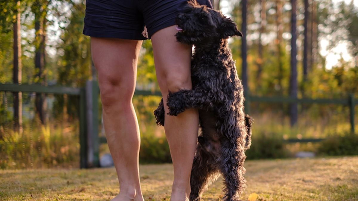 Un chien avec son maître