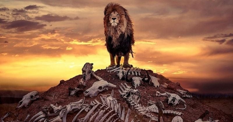 Quand le roi des animaux domine une colline pleine de carcasses, cela donne une photo magnifique et digne du Roi lion