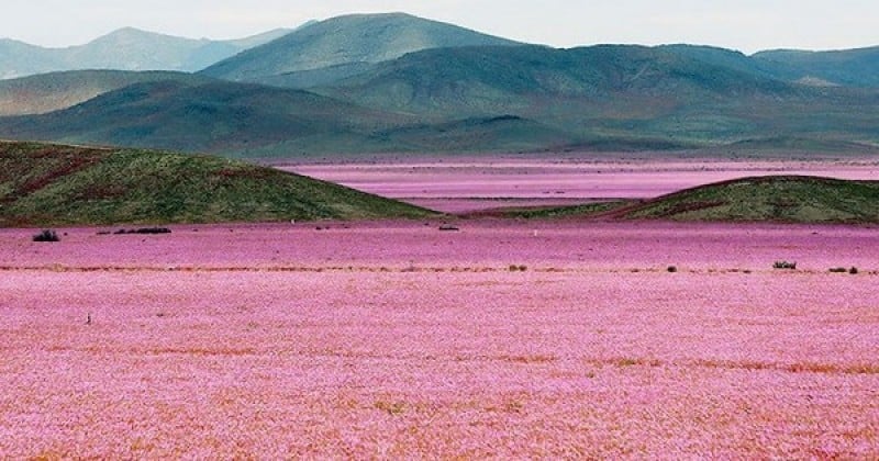 Au Chili, une explosion de fleurs dans le désert le plus aride du monde, un phénomène cyclique d'une rare intensité cette année