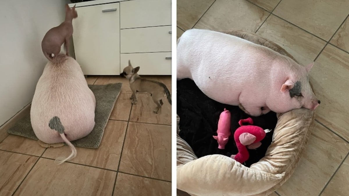 Ce cochon, qui a échappé à l'abattoir, a trouvé une nouvelle famille