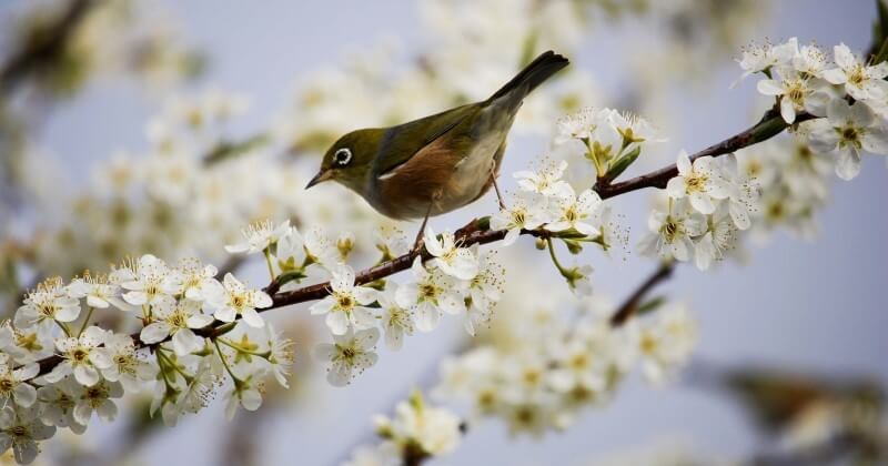 10 fleurs à faire pousser dans votre jardin pour attirer les oiseaux 