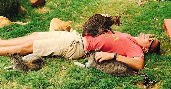 Découvrez le paradis des chats ! À Hawaï, des centaines de chats libres en plein air n'attendent que des câlins